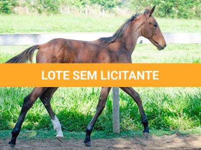 LOTE 009 - MV OK BELEZA