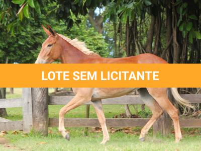 LOTE 012 - DAMA