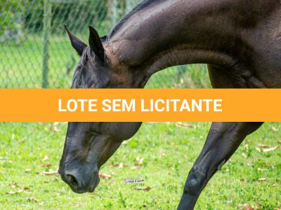 LOTE 002 - WANNA BET BC (VENTRE PARA LIVRE ACASALAMENTO)