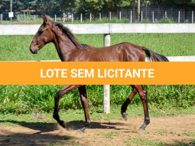 LOTE 012 - VRC SOBERANO