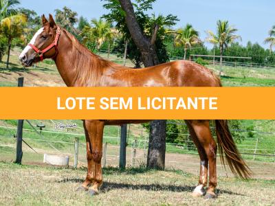 LOTE 006 - LAST BRYAN STARLIGHT