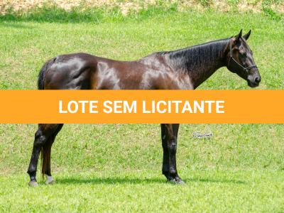 LOTE 001 - WANNA BET BC (VENTRE PARA LIVRE ACASALAMENTO)