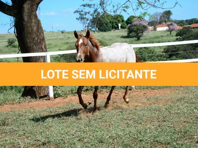 LOTE 002 - DUCATTI CAT VRA