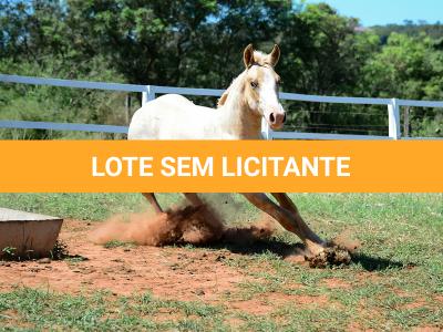 LOTE 016 - KYLE GUN VRA