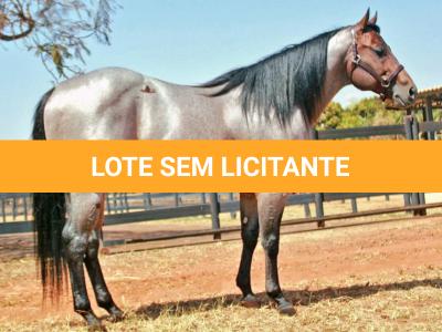 LOTE 011 - EMBRIÃO EFETIVADO - BLACKSMITH FAME BG x BUENA DIAMOND JPJ