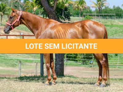 LOTE 011 - MY FIRST FLY