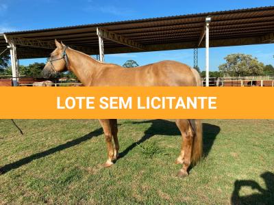 LOTE 005 - RED ACRE SWR