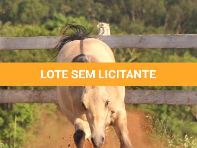 LOTE 004 - REYDIOACTIVE JPJ