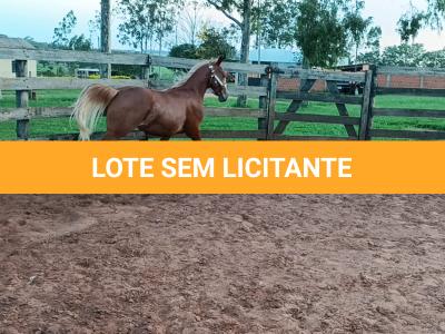 LOTE 008 - DUAL BROWN CAT MPQ