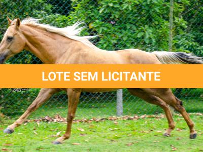 LOTE 001 - FIREWATER ICY LADY (VENTRE PARA LIVRE ACASALAMENTO)