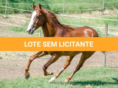 LOTE 006 - LAST BRYAN STARLIGHT