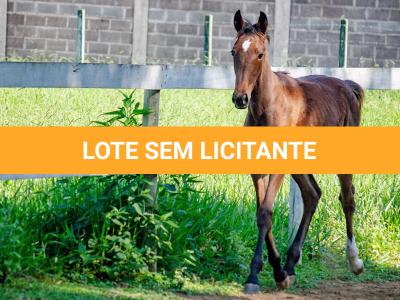 LOTE 009 - MV OK BELEZA