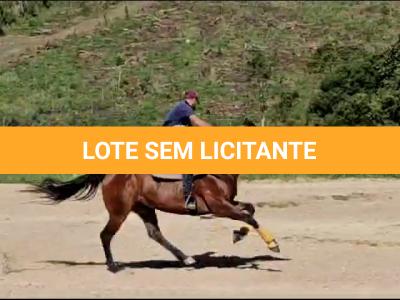 LOTE 005 - JACK FAME M FISHERS