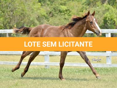 LOTE 010 - LITTLE QUEEN DUN IT