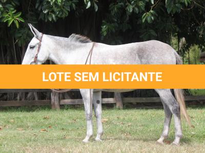 LOTE 011 - LUDMILA