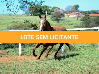 LOTE 009 - CHRISTY RED CAT (2x1)