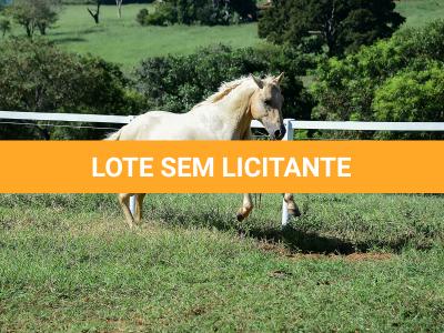 LOTE 010 - JABALENA STAR (2x1)