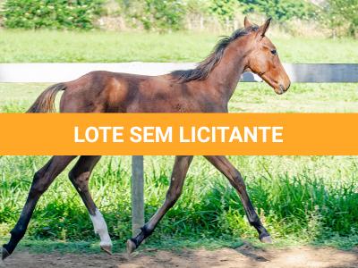 LOTE 009 - MV OK BELEZA