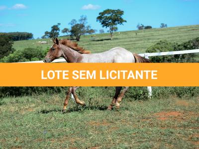 LOTE 002 - DUCATTI CAT VRA