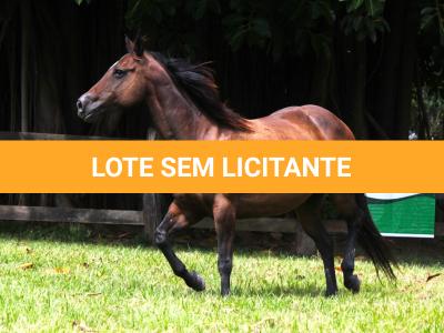 LOTE 015 - KINDA APOLLO THISTU