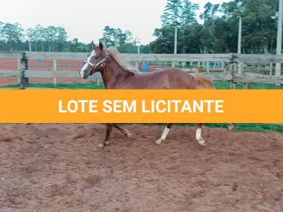 LOTE 008 - DUAL BROWN CAT MPQ