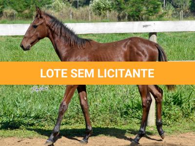 LOTE 012 - VRC SOBERANO