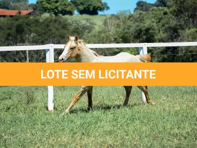 LOTE 016 - KYLE GUN VRA