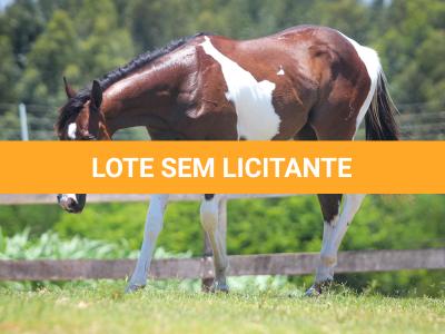 LOTE 005 - NAOMY TOP TOO CODY YBJ