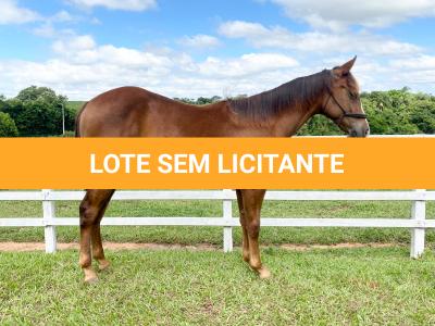 LOTE 010 - LITTLE QUEEN DUN IT