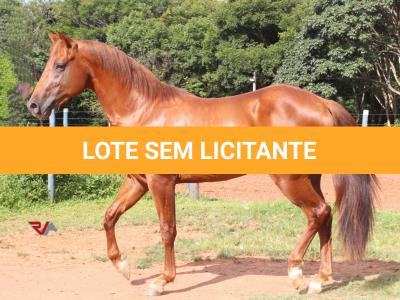 LOTE 008 - SPIRIT HANCOCK