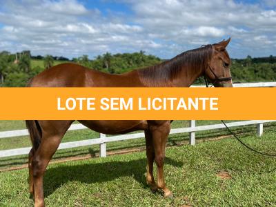 LOTE 013 - LITTLE QUEEN DUN IT