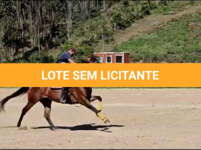 LOTE 005 - JACK FAME M FISHERS