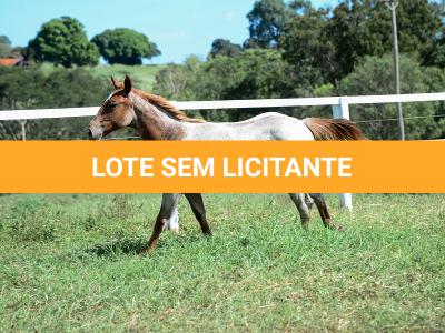 LOTE 002 - DUCATTI CAT VRA