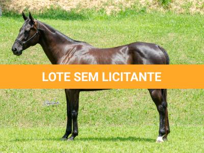 LOTE 002 - WANNA BET BC (VENTRE PARA LIVRE ACASALAMENTO)