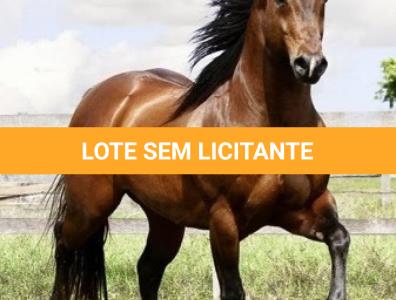 LOTE 014 - EMBRIÃO A EFETIVAR (CASTANHO RED x DAKAR TA FAME)