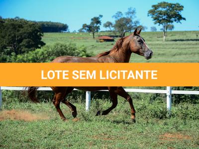 LOTE 009 - CHRISTY RED CAT (2x1)