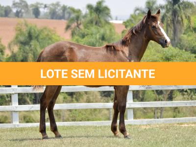 LOTE 010 - LITTLE QUEEN DUN IT