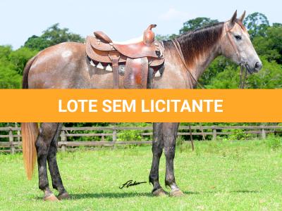 LOTE 011 - ROSIES JAY Z