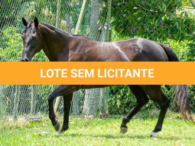 LOTE 002 - WANNA BET BC (VENTRE PARA LIVRE ACASALAMENTO)