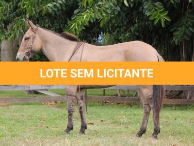 LOTE 013 - CANETA