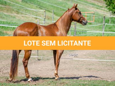 LOTE 006 - LAST BRYAN STARLIGHT