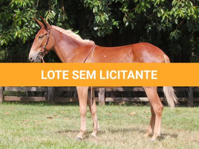 LOTE 012 - DAMA