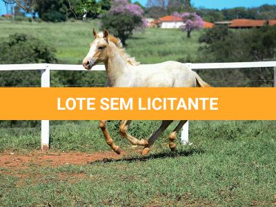 LOTE 016 - KYLE GUN VRA