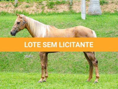 LOTE 001 - FIREWATER ICY LADY (VENTRE PARA LIVRE ACASALAMENTO)