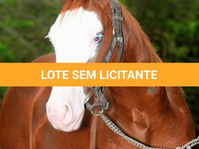 LOTE 009 - FRECKLES BOY Z