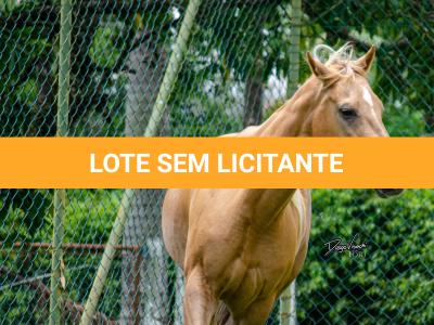 LOTE 002 - FIREWATER ICY LADY (VENTRE PARA LIVRE ACASALAMENTO)