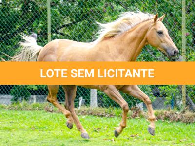 LOTE 002 - FIREWATER ICY LADY (VENTRE PARA LIVRE ACASALAMENTO)