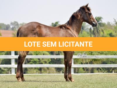 LOTE 013 - LITTLE QUEEN DUN IT