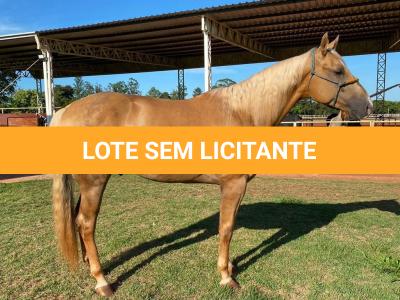 LOTE 005 - RED ACRE SWR