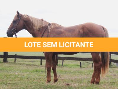 LOTE 010 - SUNSHINE CAL OLENA